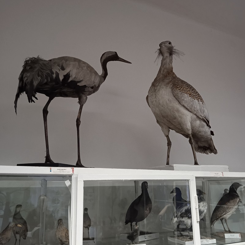 Ptačí svět - program pro 1. roč. (12.03.2026)