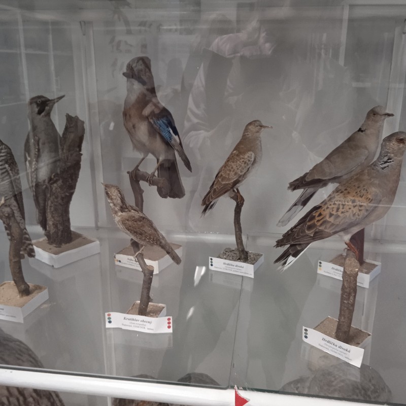 Ptačí svět - program pro 1. roč. (12.03.2026)