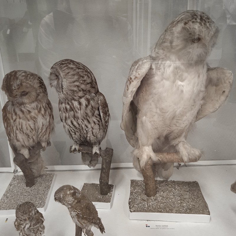 Ptačí svět - program pro 1. roč. (12.03.2026)