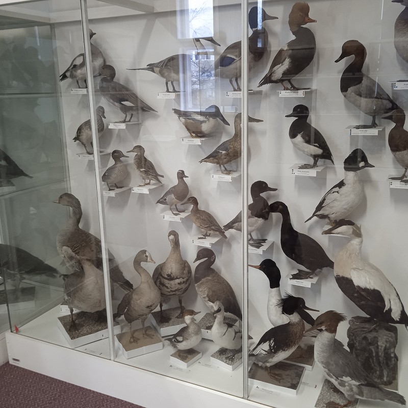 Ptačí svět - program pro 1. roč. (12.03.2026)