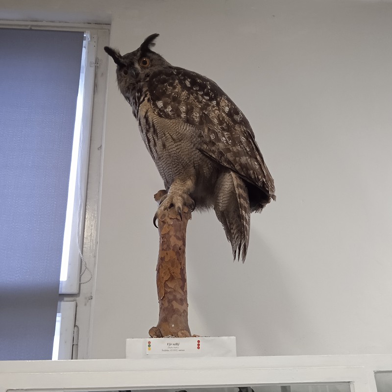 Ptačí svět - program pro 1. roč. (12.03.2026)